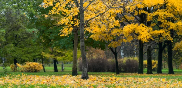秋天公园的全景 黄枫树叶落在地上 — 图库照片