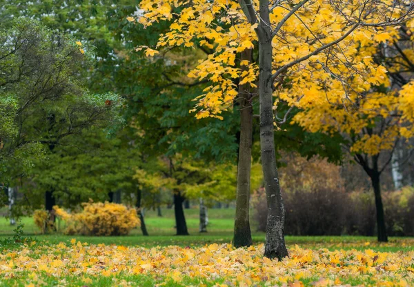 Two Maple Trees Fallen Yellow Leaves Green Grass Early Autumn — Stock Photo, Image