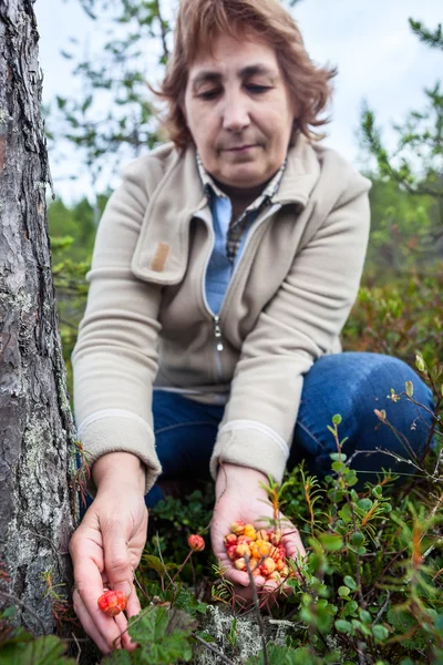 Mani Donna Matura Raccolta Freschi Cloudberries Palude Foresta Nel Nord — Foto Stock