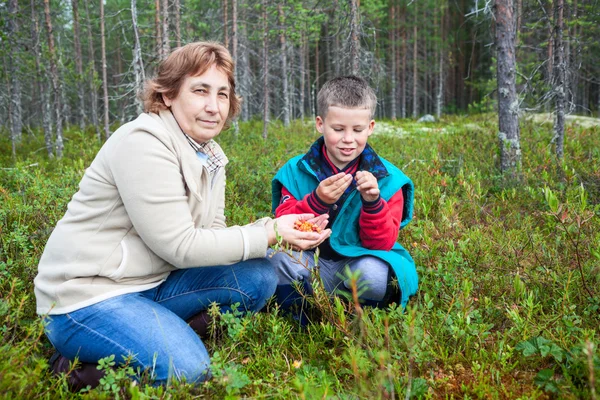 Mor Och Son Skördas Och Äts Färska Hjortron Skogen Träsket — Stockfoto