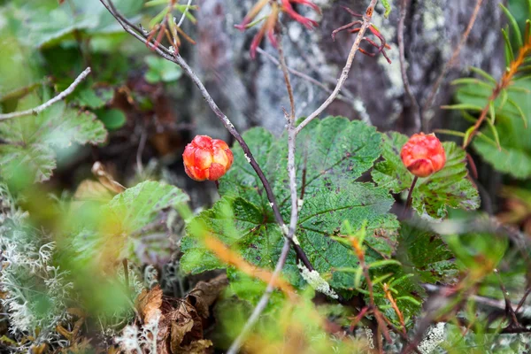 卡累利阿北部沼泽地上生长的红色云莓 — 图库照片
