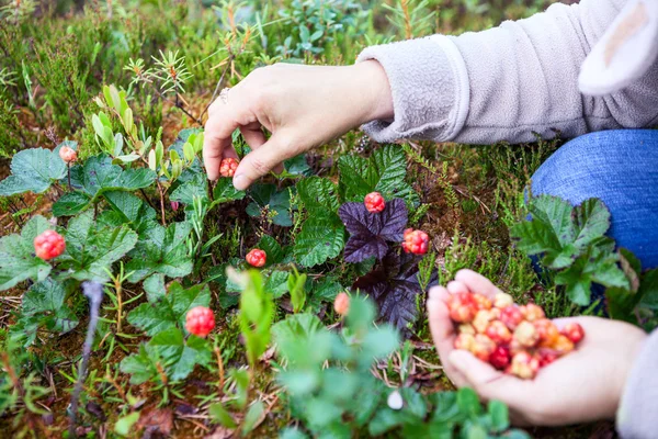 People Gathering Ripe Cloudberries Northern Marshes — Stock Photo, Image