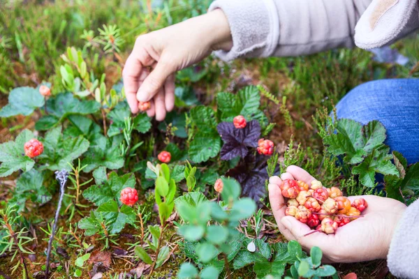 Woman Gathering Ripe Cloudberries Northern Marshes Hands Close — Stock Photo, Image