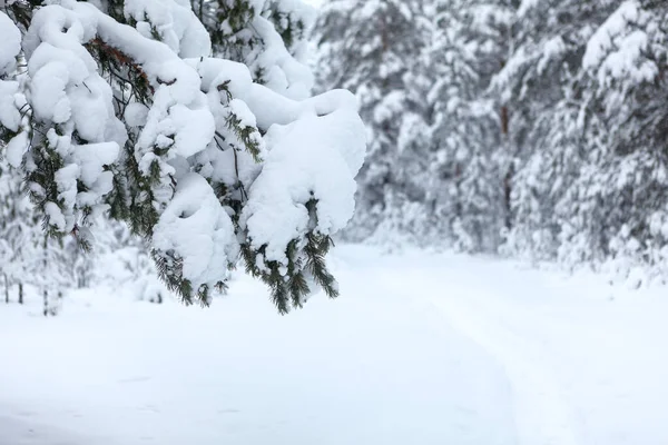 Pine Tree Branch Covered Snow Close View Winter Time — Stock Photo, Image