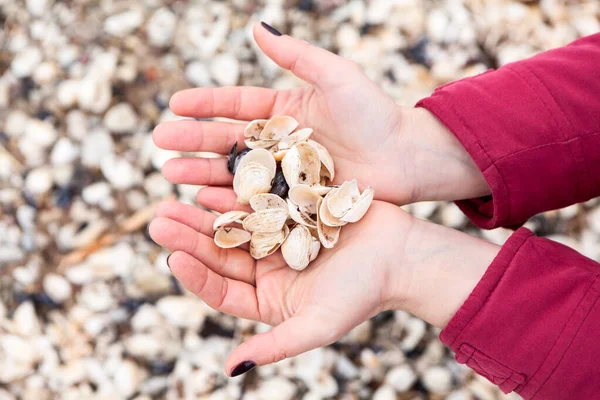 Weibliche Schröpfchenhände Sind Voller Muscheln Nahaufnahme — Stockfoto