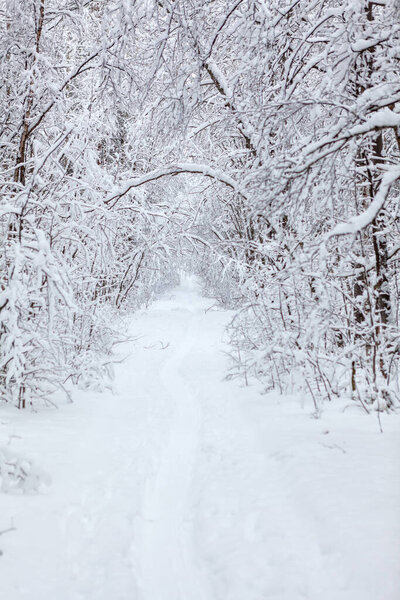 Snowy narrow pathway is in winter forest, snow covered branches of trees, nobody