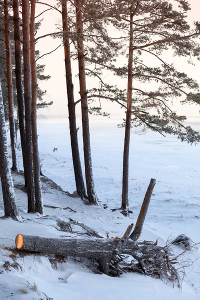 Baltık Kıyısı Buz Karla Kaplı Finlandiya Körfezi Sahilinde Donmuş Çamlar — Stok fotoğraf