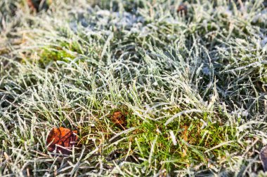 Yeşil çimenler bir buzla kaplıdır. Hoarfrost 'lu güzel doğal bir arka plan. Soğuk hava