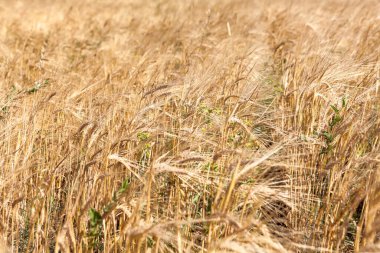 Altın buğday başaklarına yakın çekim