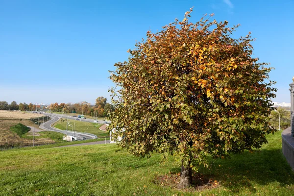 Árbol Está Creciendo Las Alturas Pulkovo Estas Colinas Encuentran Sur — Foto de Stock