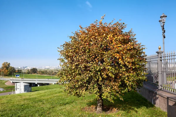 Tree Growing Pulkovo Heights Hills Located South Saint Petersburg Close — Stock Photo, Image