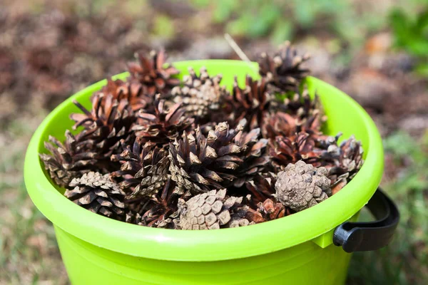 Pinecones Zielonym Plastikowym Wiadrze Widok Bliska — Zdjęcie stockowe