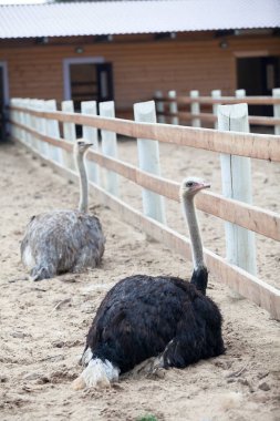 Kümes hayvanları, ahşap çitler ve ahırda iki devekuşu var.