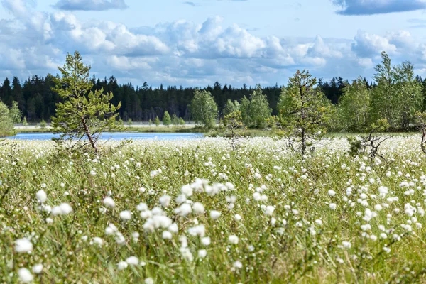 Bílé bavlněné tráva — Stock fotografie