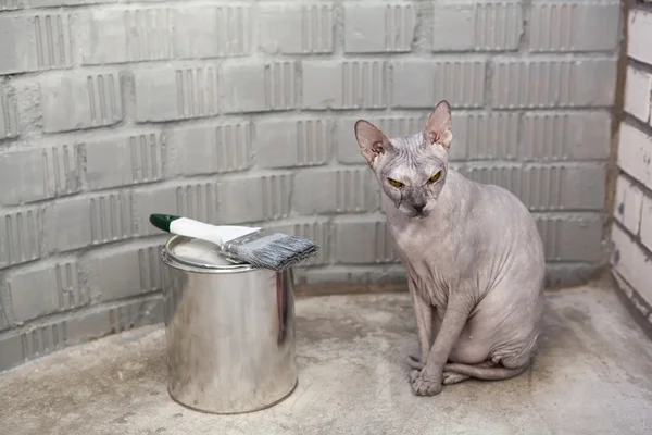 Gato esfinge gris se encuentra cerca puede —  Fotos de Stock