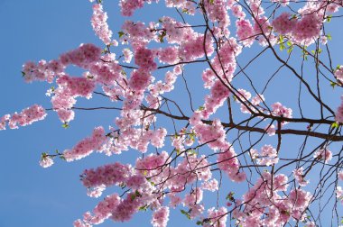 Siyah-beyaz keçi portre mavi gökyüzü karşı