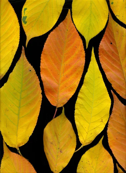 Herfstbladeren op zwart — Stockfoto