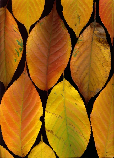 Herbstblätter auf schwarz — Stockfoto