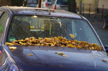 Sonbahar yaprakları deseni