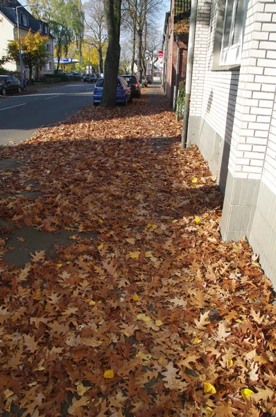 Patrón de hojas de otoño — Foto de Stock