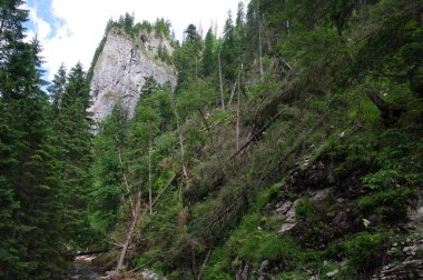 Tatry, Zakopane, Dolina Koscieliska Polonya