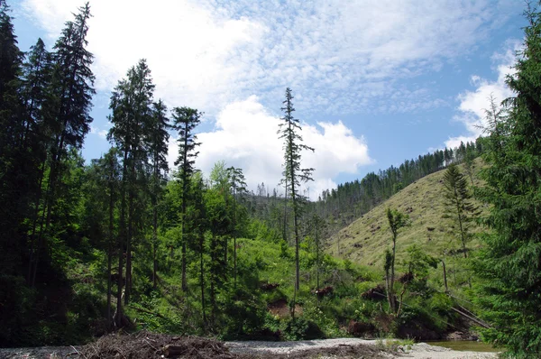 Tatry, Zakopane, Dolina Koscieliska Polonya — Stok fotoğraf