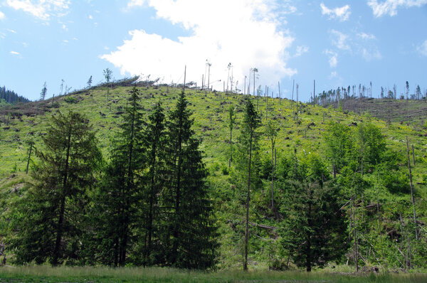 ТАТРИЙ, ЗАКОПАНЕ, ДОЛИНА КОСКИЛИСКАЯ ПОЛАНДА

