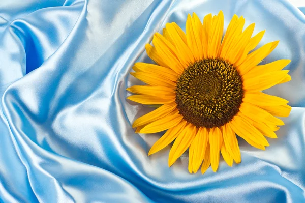 Girasol sobre fondo satinado azul —  Fotos de Stock