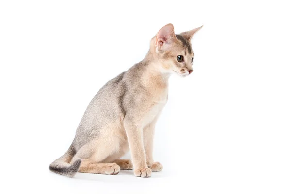 Αβυσσινιακού γατάκι — Φωτογραφία Αρχείου