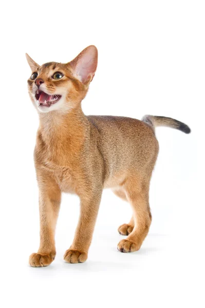 Abyssinian kitten — Stockfoto