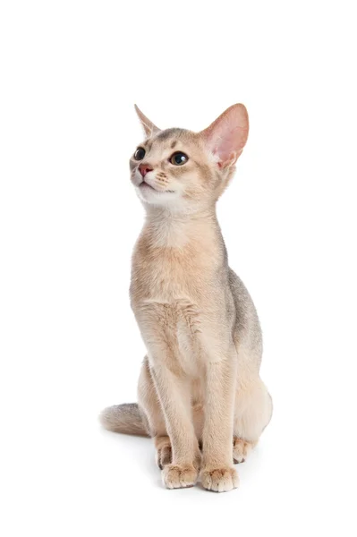 Abyssinian kitten — Stock Photo, Image