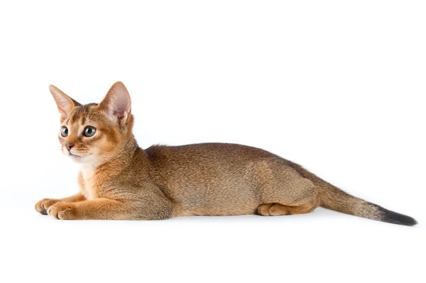 Abyssinian kitten — Stockfoto