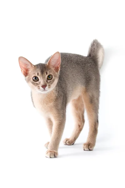Абиссинский котёнок — стоковое фото