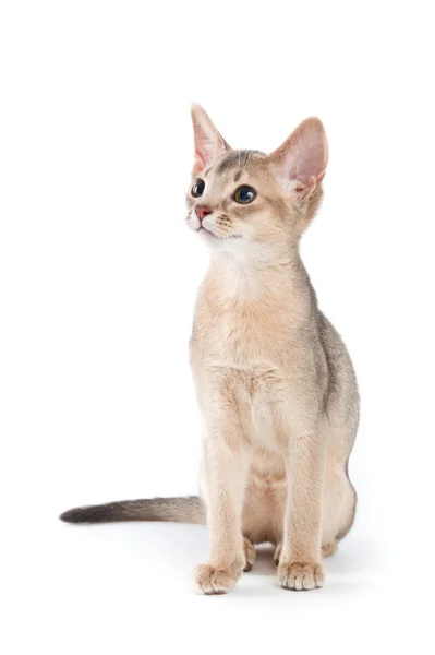Абиссинский котёнок — стоковое фото
