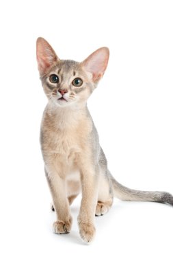 Habeş yavru kedi