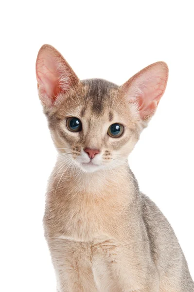 Abyssinian kitten — Stockfoto