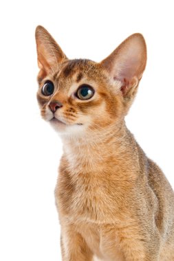 Habeş yavru kedi