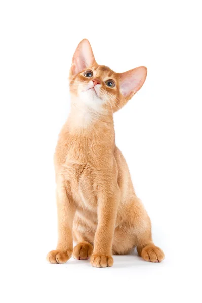 阿比西尼亚猫咪 — 图库照片