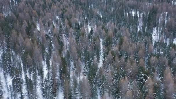 Zimní letecký pohled na stromy a lesy pokryté sněhem - Pohled shora, zblízka široký, nad krásným lesem v Itálii - Příroda a pojmy cestování — Stock video