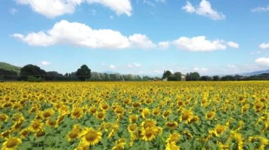 Kırsaldaki ayçiçeği tarlalarının havadan görünüşü
