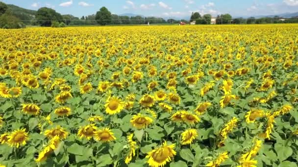 Vista aérea de los campos de girasoles en el campo — Vídeo de stock