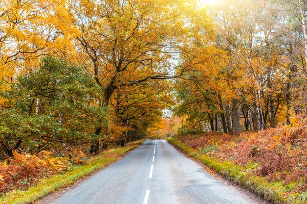 Landstraße Durch Den Wald Herbst Bäume Mit Bunten Blättern Straßenrand — Stockfoto