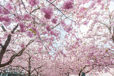 Stockholm Kungstradgarden, Kral Bahçe, kiraz çiçekleri