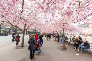 İnsanlar ile Kral Bahçe, İsveççe, Kungstradgarden ziyaret
