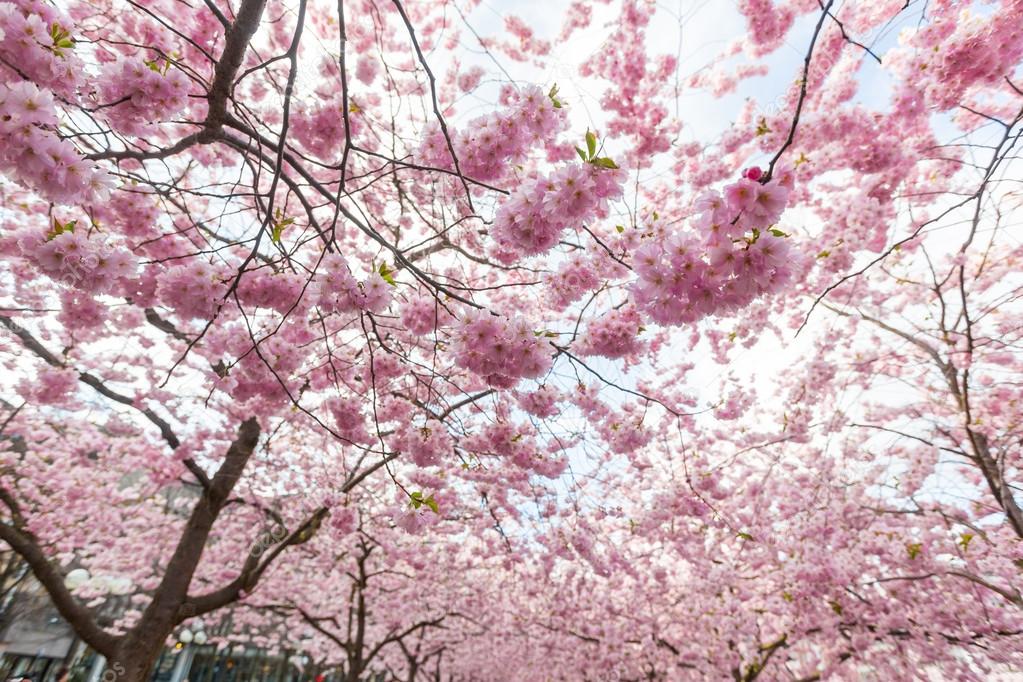 Cherry blossoms in Stockholm at Kungstradgarden, Garden of King — Stock