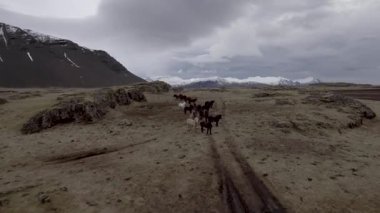 Arka planda karlı dağlarla İzlanda 'nın kırsal kesimlerinde vahşi atlar dört nala koşan atlar, doğa ve hayvan kavramları.