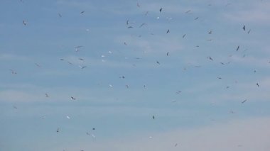 Martılar gökyüzünde uçuyor