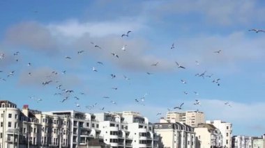 Martılar gökyüzünde uçuyor