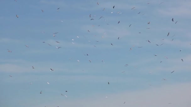 Gaviotas volando en el cielo — Vídeo de stock