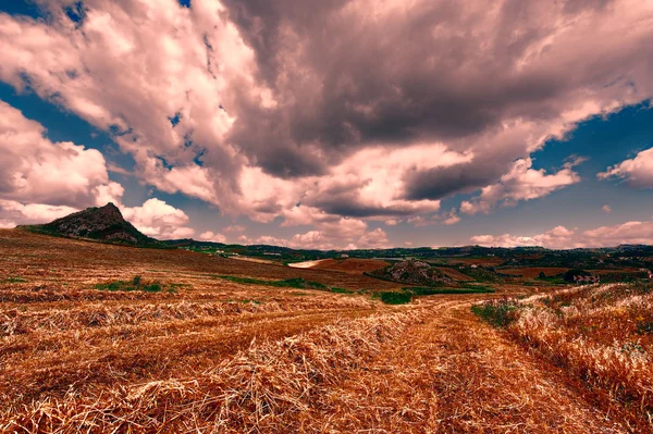Пшеничное поле Сицилии — стоковое фото